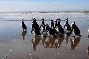 Doce pinginos magallnicos fueron recuperados y regresados al mar