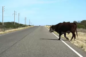 Tremendo accidente por un animal suelto