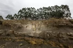 Gelogos encontraron un bosque de 290 millones de aos en Brasil