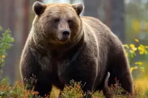 Un cazador crey haber derribado a un oso, pero cuando se acerc, el animal lo atac y lo mat