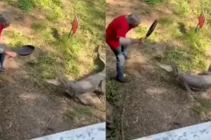 Video: Se defendi� del ataque de un cocodrilo con una sart�n y el momento se hizo viral