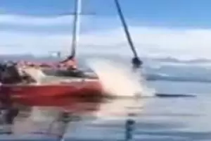 Indignante: un velero choc intencionalmente a una ballena en el Canal de Beagle