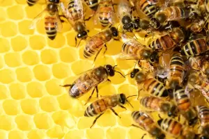 400 mil abejas fueron robadas, pero escaparon y regresaron a su hogar