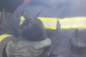 Bomberos Voluntarios de Valle Viejo rescataron a un gatito