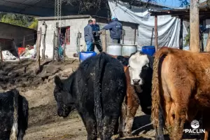 Declaran la emergencia hdrica y forrajera en Pacln