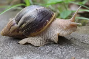 Inslito: Una comunidad tuvo que ponerse en cuarentena por una invasin de caracoles