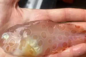 Cient�ficos de aguas profundas encuentran un extra�o pez transparente en una expedici�n oce�nica