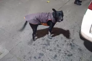 Denunciarn a policas por el ataque de un perro callejero a una mujer