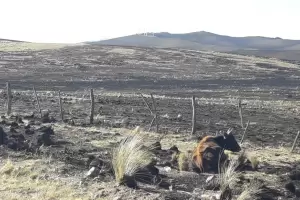 Incendios forestales: se consumieron 11.690 hectreas en 11 das de la temporada alta