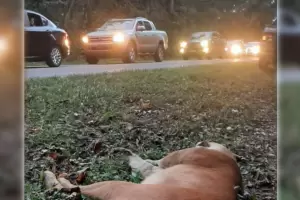 Un puma fue atropellado dentro del Parque Nacional Iguaz� y muri�