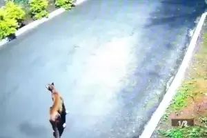 Las razones detr�s de la aparici�n de pumas en las ciudades y las medidas a tomar en caso de ver uno