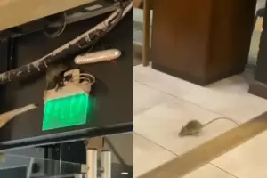 Apareci� una rata en un local capitalino e intentaron echarla a los golpes