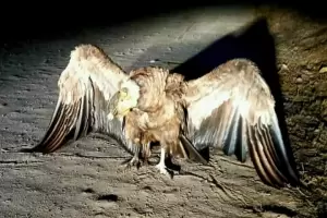 Encuentran un c�ndor en Alijil�n en un bald�o