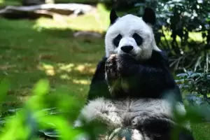 Muri a los 35 aos el panda macho en cautiverio ms longevo del mundo