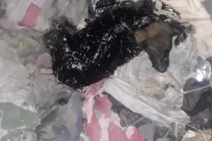 Abandonaron a un perrito cubierto de alquitrn: esperan poder salvarlo