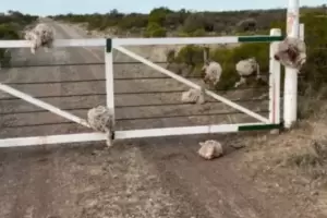 Robaron siete ovejas, las degollaron y colgaron sus cabezas en la tranquera de un campo