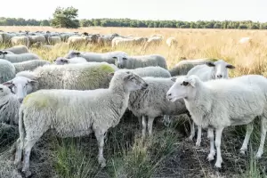 Inslito: Se rob una oveja embarazada y termin detenido