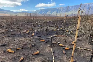 Productores de Singuil reclaman que la provincia no cumpli con la asistencia comprometida