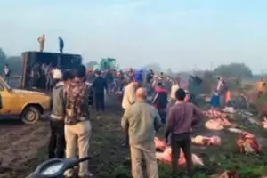 Dramtico: volc un camin con 50 vacas y vecinos las carnearon en la ruta