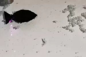 Crearon un pez robot que "come" plstico y podra ayudar a frenar la contaminacin de los ocanos