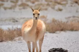 Carrizo pide informes sobre la prdida de camlidos en Tinogasta