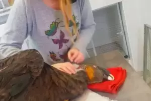 El cndor andino rescatado en Santa Rosa ser liberado en El Portezuelo