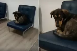 Un hombre muri en el hospital y su perro se qued en la sala de espera del hospital