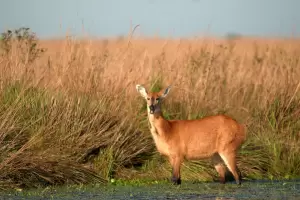 A cinco meses del fuego, ya se recuper� m�s del 80% del Parque Nacional Iber�