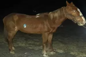 Secuestraron un animal equino en el departamento Capayn