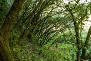 Trekking en el Bosque de Arrayanes en beneficio de Martn Santucho