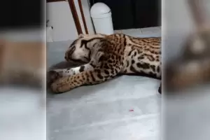 Misiones: Atropellaron y mataron a una ocelote pre�ada en el Parque Nacional Iguaz�