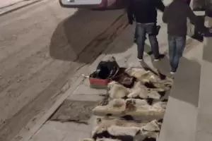 En Barranca Larga secuestran un contrabando de cueros de vicua