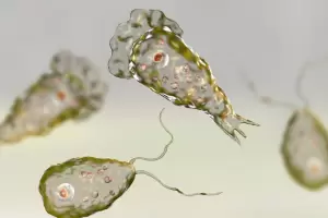 Qu es la ameba comecerebros, cmo te pods infectar y cules son los sntomas