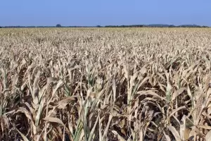 Una senadora propone eliminar las retenciones al trigo y maz: "El campo est viviendo una emergencia climtica"