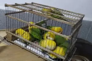 Detuvieron a cuatro personas que destean con agua oxigenada a loros para venderlos como aves exticas