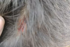 La madre del joven secuestrado cont el calvario que vivi: Te lo vamos a enviar en pedacitos a tu hijo