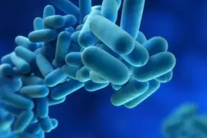 Brote de Legionella en Tucumn: todo lo que hay que saber de la bacteria
