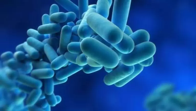 Legionella pneumophila
