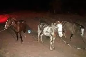 Incautaron 20 animales sueltos en el interior provincial