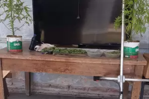 Secuestraron elementos sustrados y plantines de marihuana en allanamientos