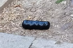 Investigarn como una amenaza el paquete sospechoso encontrado en la casa de un juez de la causa Vialidad