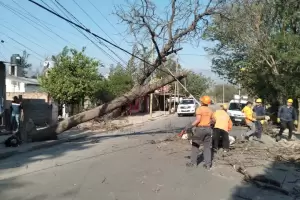 El viento fuerte provoc cada de rboles y del tendido elctrico en el Valle Central
