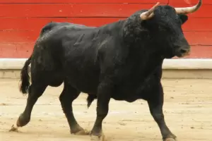Un toro fingi estar muerto y mat de una cornada al carnicero que lo iba a descuartizar