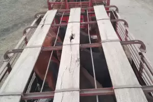 Interceptaron un camin con caballos con marcas adulteradas que tena como destino Buenos Aires