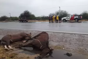 Tras recibir una fuerte descarga el�ctrica, un hombre termin� en el hospital y dos caballos murieron
