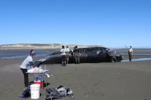 Muerte de las ballenas en Puerto Madryn: motivos y preocupacin de expertos