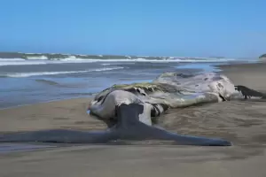 Siguen apareciendo ballenas muertas en Pennsula de Valds
