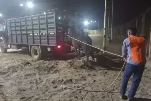 Secuestraron animales sueltos en la Capital