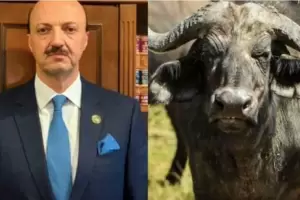 Cazador cazado: un b�falo mat� al presidente de la Federaci�n Mexicana de Caza en Entre R�os