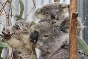Preocupante: En 50 aos cay 70% la poblacin de especies salvajes en el mundo y en Amrica Latina el ndice llega a 94%